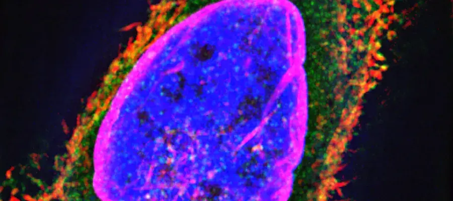 A cell