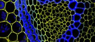 Institute for molecular plant sciences